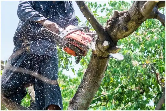 tree services Corn